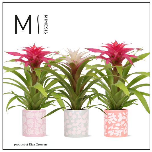 Guzmania mix 45cm 12cm Pot