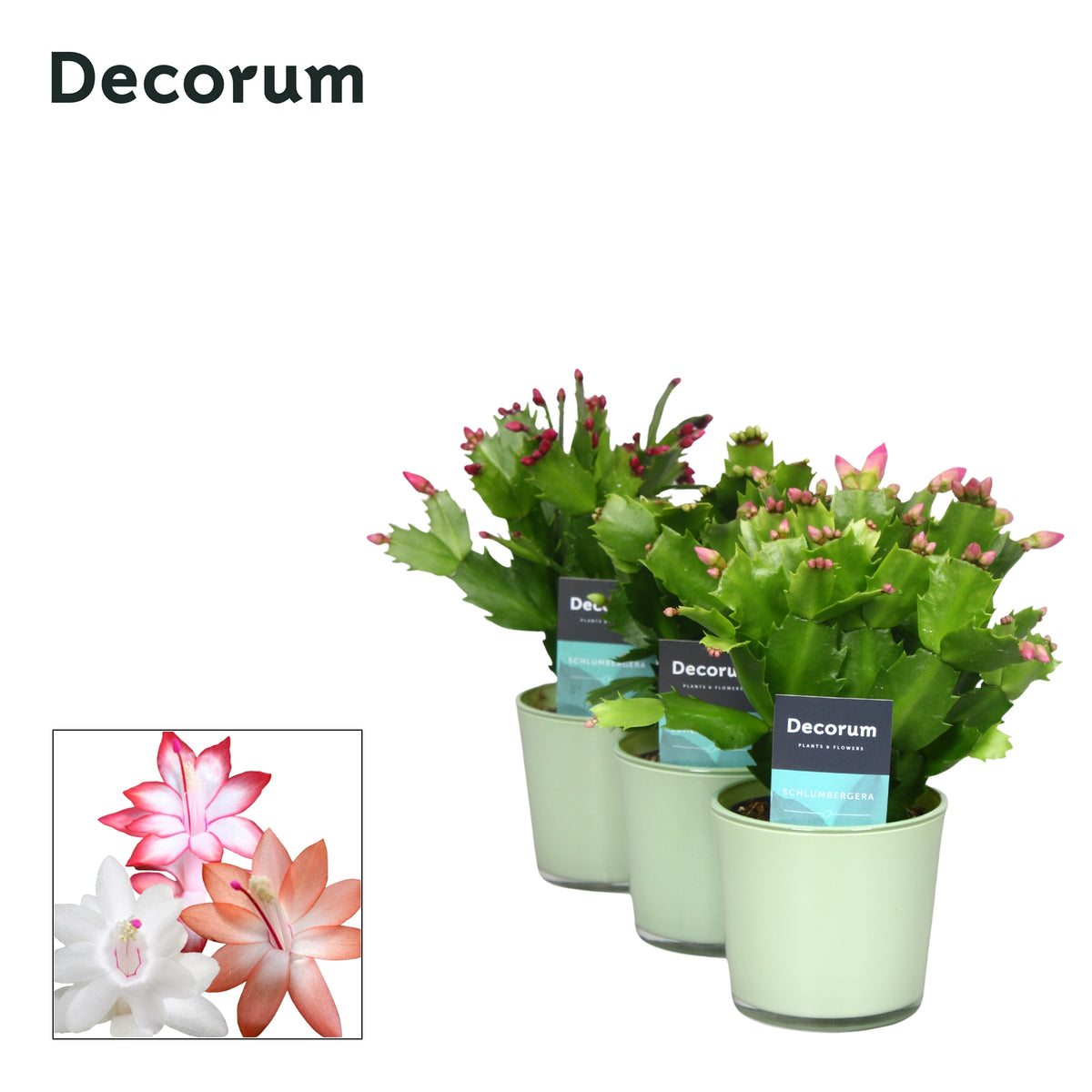 Schlumbergera mix 18cm 9cm Pot