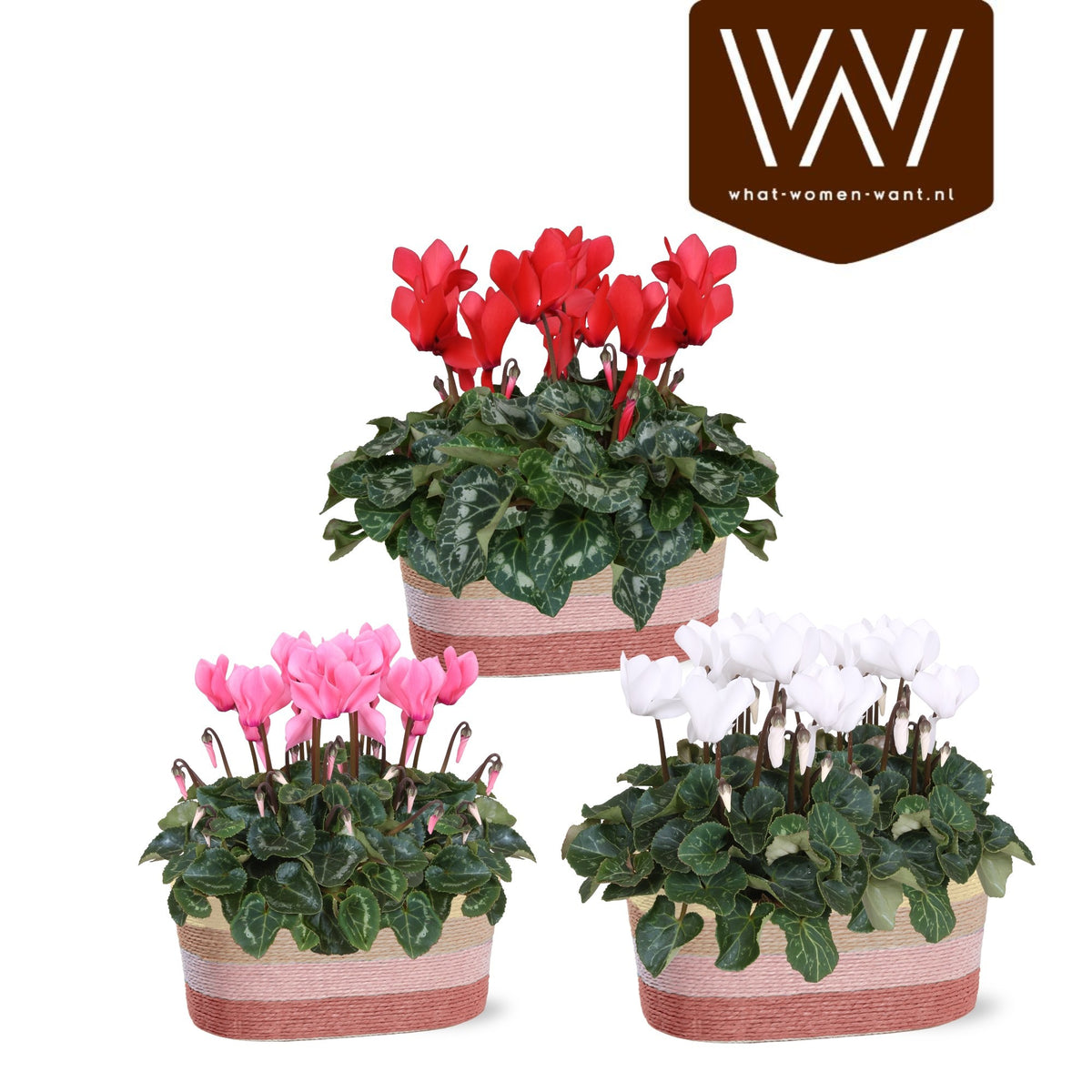 Cyclamen Allure 30cm 25cm Pot