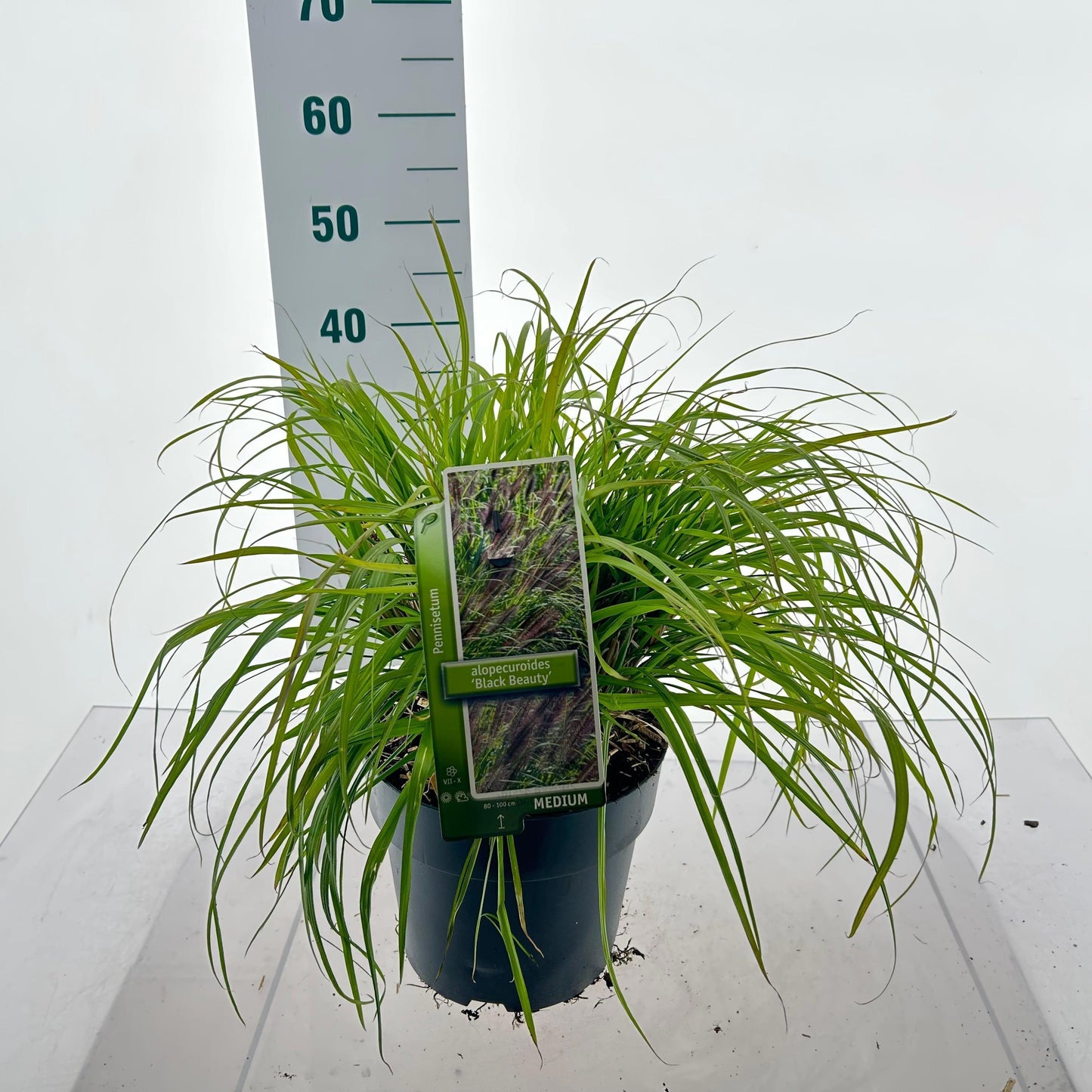 Pennisetum alopecuroides 45cm 23cm Pot