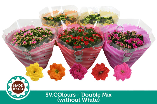 Kalanchoe double mix no white 27cm 23cm Pot