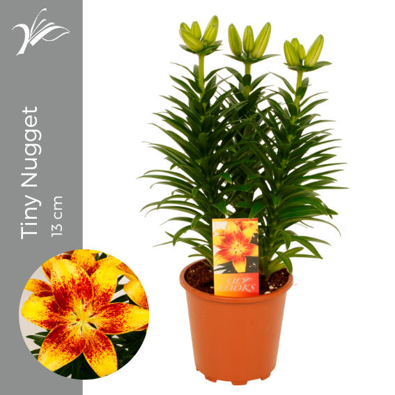 Lilium az. Tiny Nugget 38cm 13cm Pot