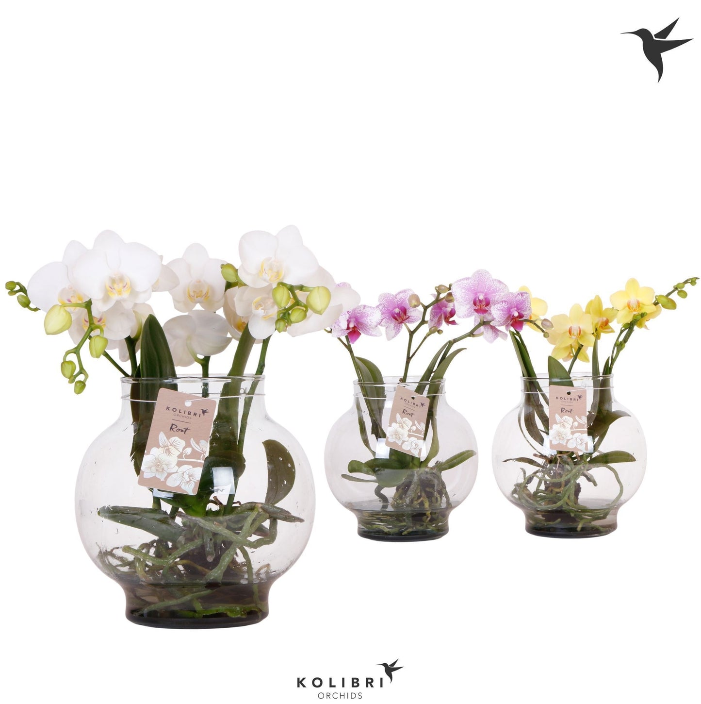 Phalaenopsis mix ceramic 50cm 16cm Pot