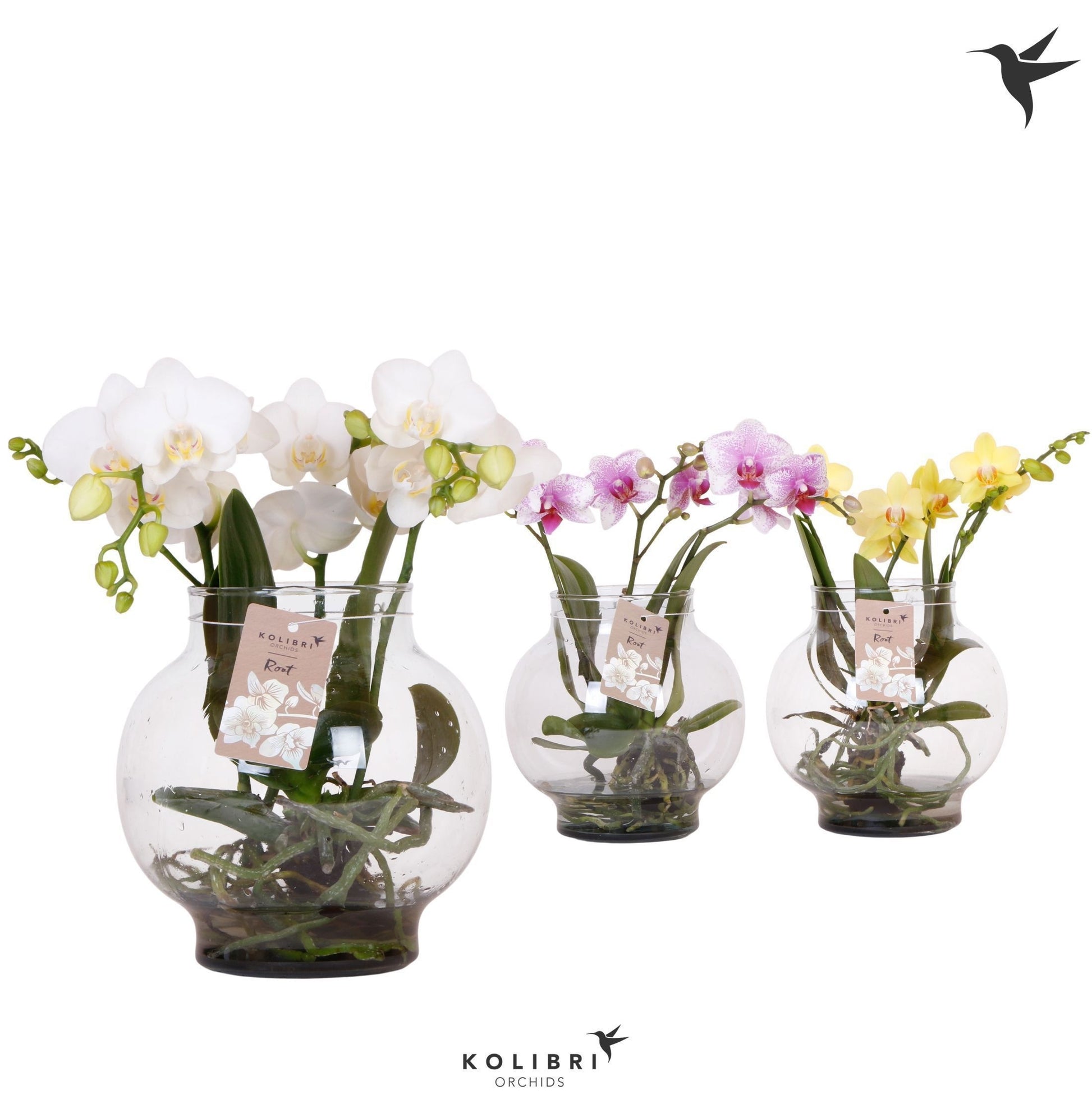 Phalaenopsis mix ceramic 50cm 16cm Pot