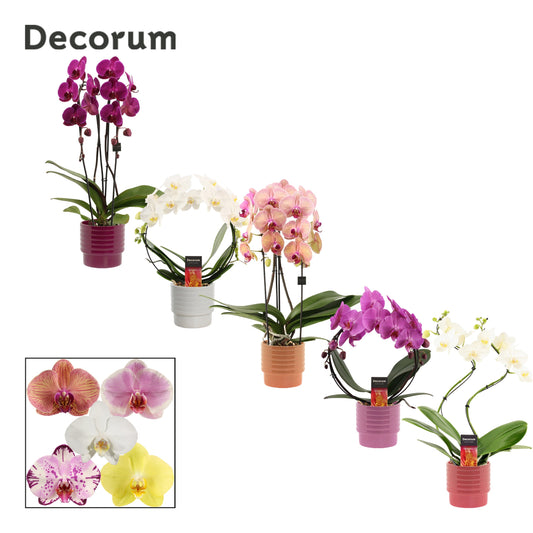 Phalaenopsis mix 45cm 12cm Pot