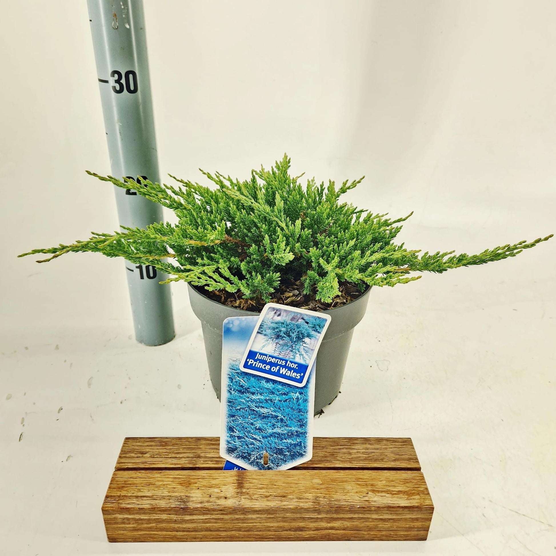 Juniperus Prince of Wales 25cm 19cm Pot