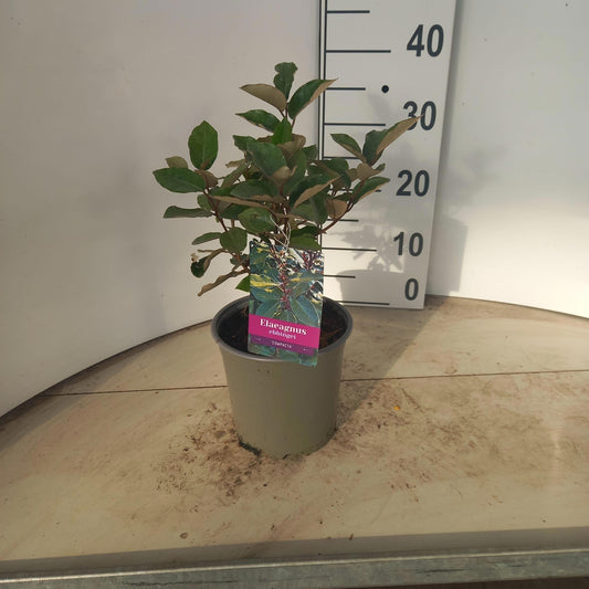 Elaeagnus ebb. Compacta 30cm 17cm Pot