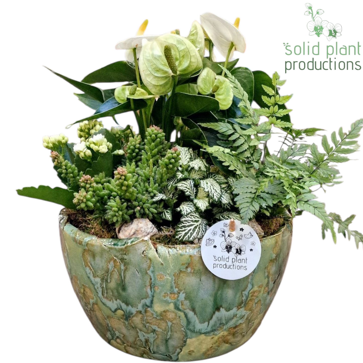 AT081 Olivia Green Anthurium 35cm 24cm Pot