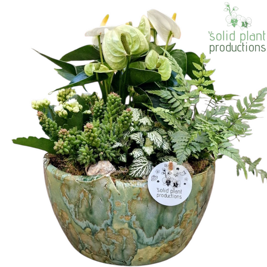 AT081 Olivia Green Anthurium 35cm 24cm Pot