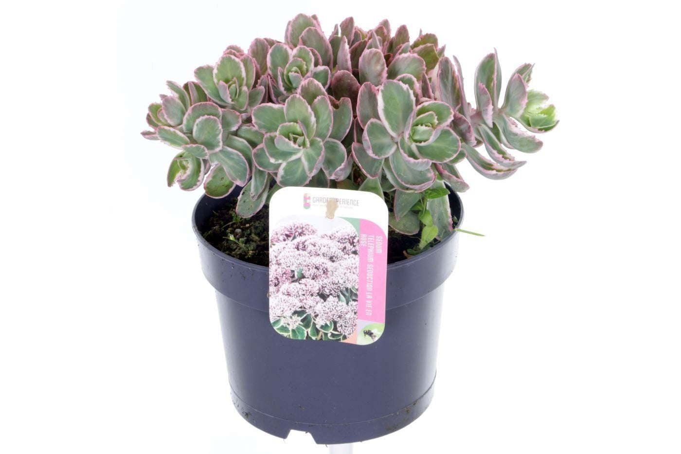 Sedum surrender 25cm 17cm Pot