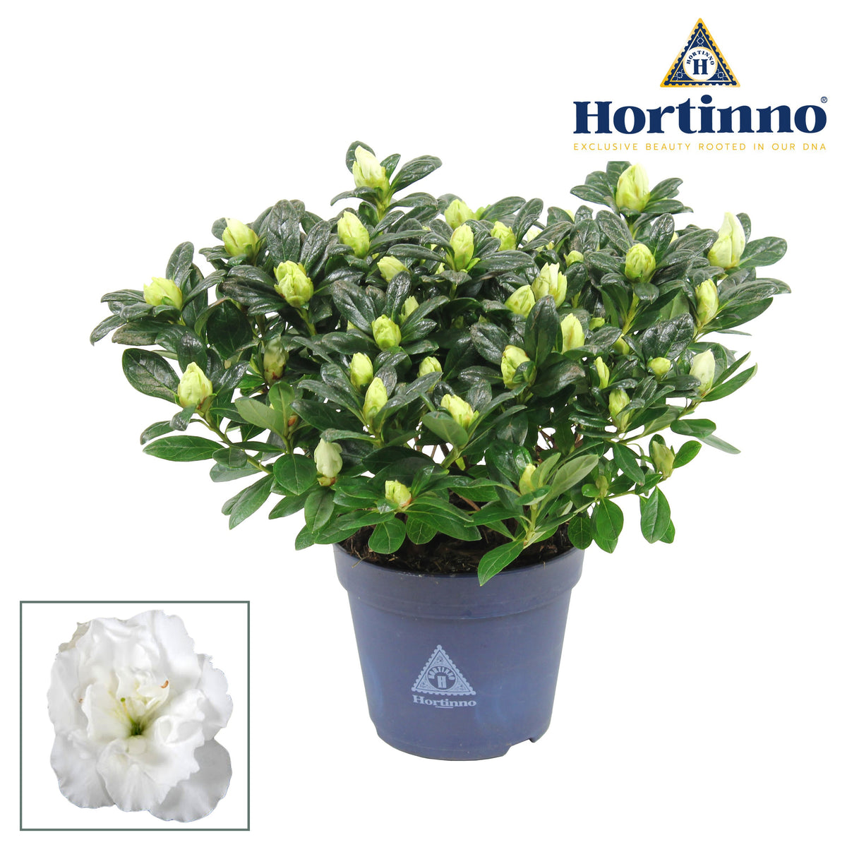 Rhododendron Hortinno Christine Magic 25cm 13cm Pot