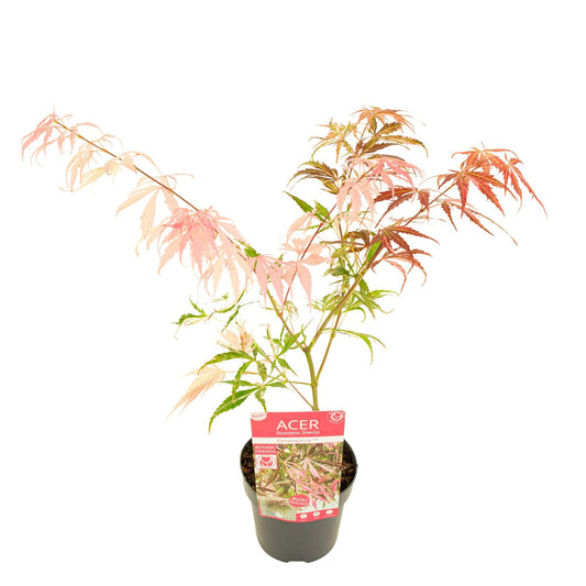 Acer palmatum 50cm 15cm Pot