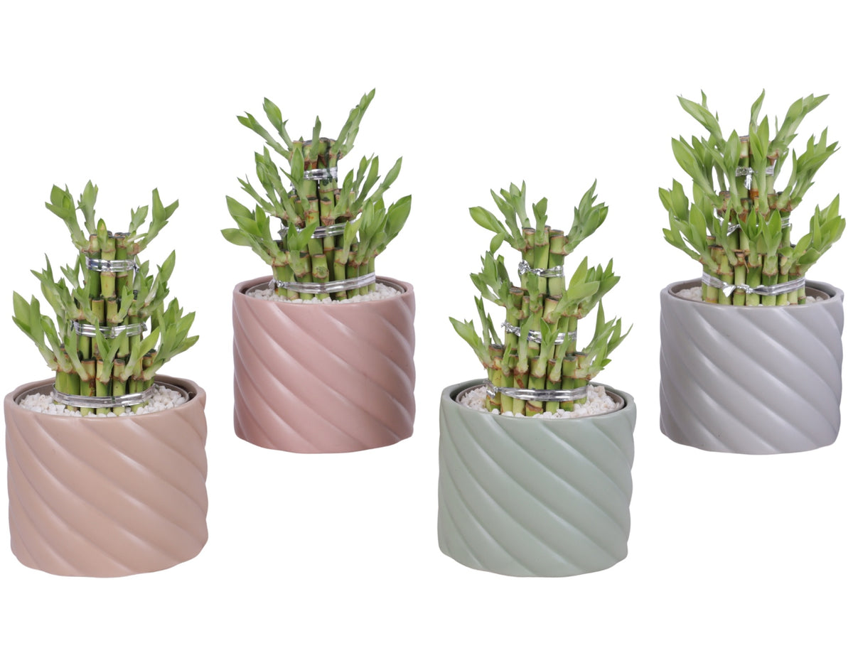Drac. Lucky Bamboo 25cm 14cm Pot