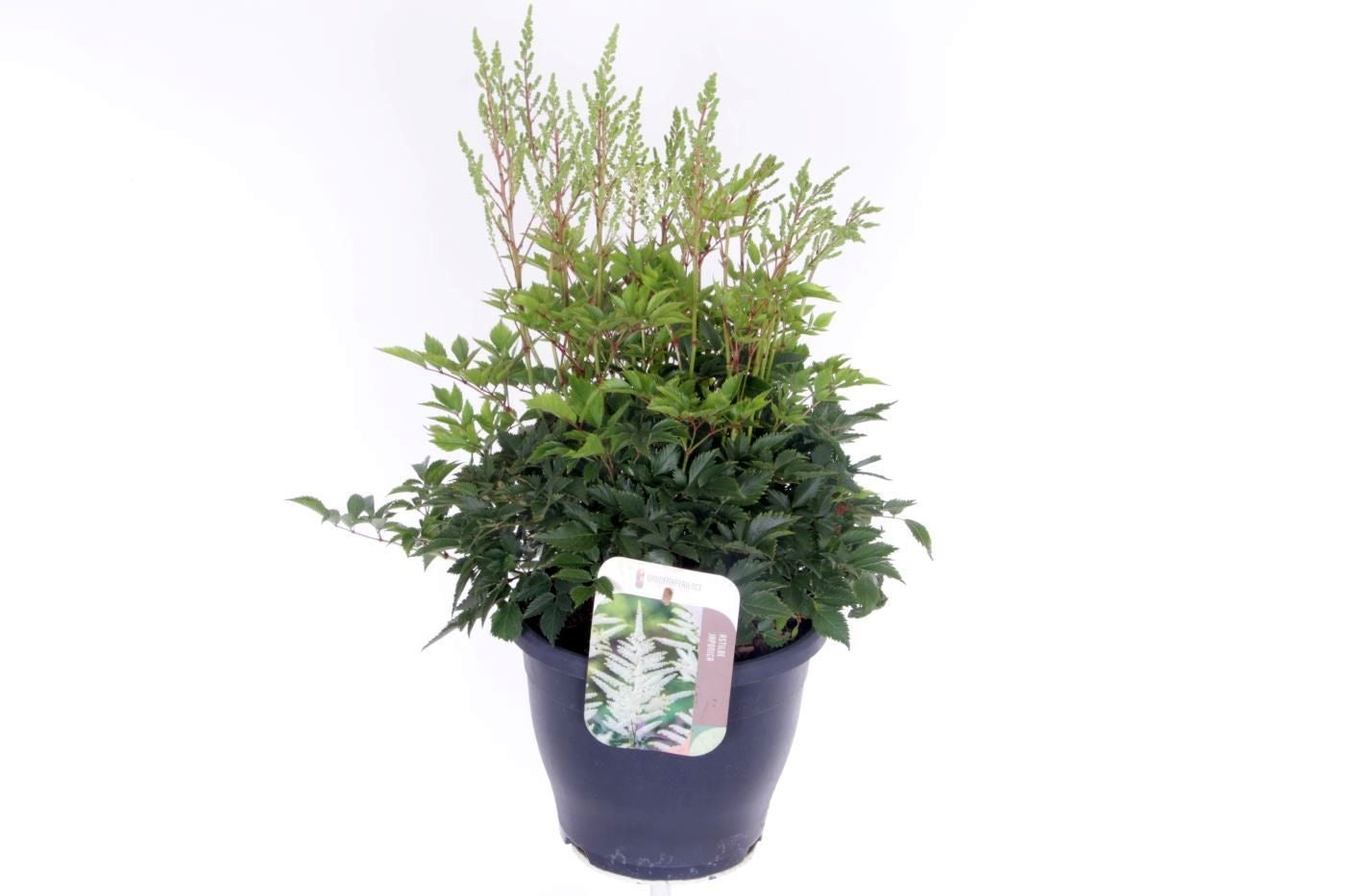 Astilbe jap. Deutschland 60cm 23cm Pot