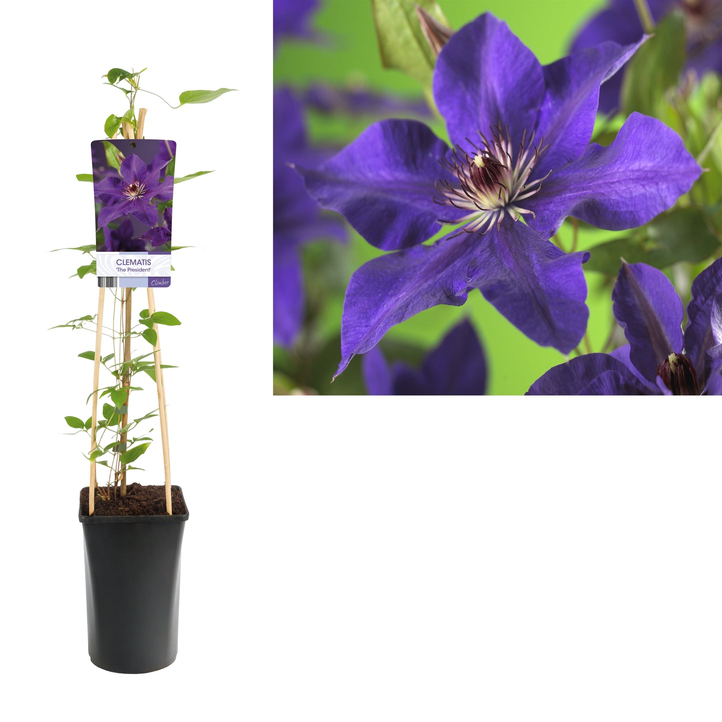 Clematis The President 75cm 17cm Pot