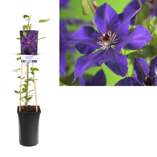 Clematis The President 75cm 17cm Pot