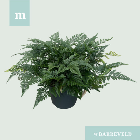 Humata tyermannii 25cm 14cm Pot