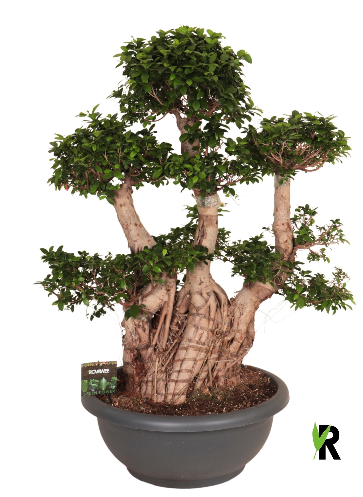 Ficus Ginseng 170cm 75cm Pot