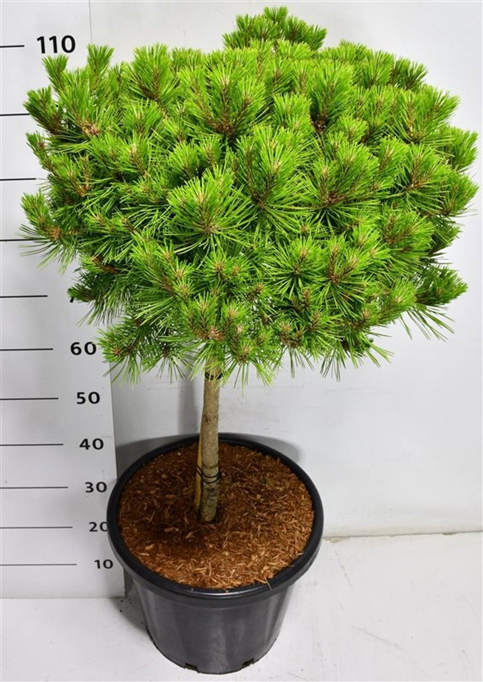 Pinus Low Glow 130cm 38cm Pot