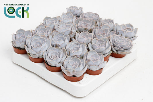 Echeveria runyonii 8cm 5.5cm Pot