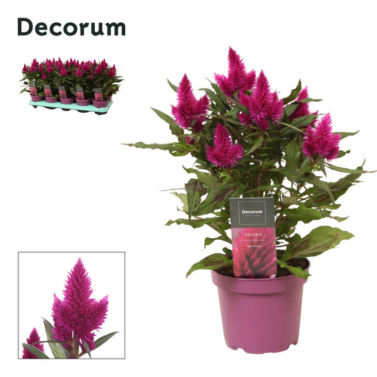 Celosia Deep Purple 32cm 12cm Pot