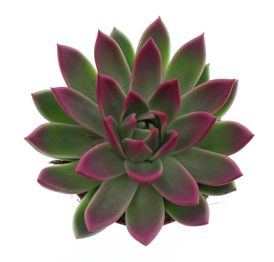 Miranda tips bordeaux red 15cm 12cm Pot