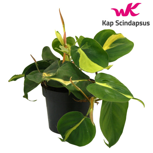Kap Scindapsus Philodendron Brasil Pack of 10
