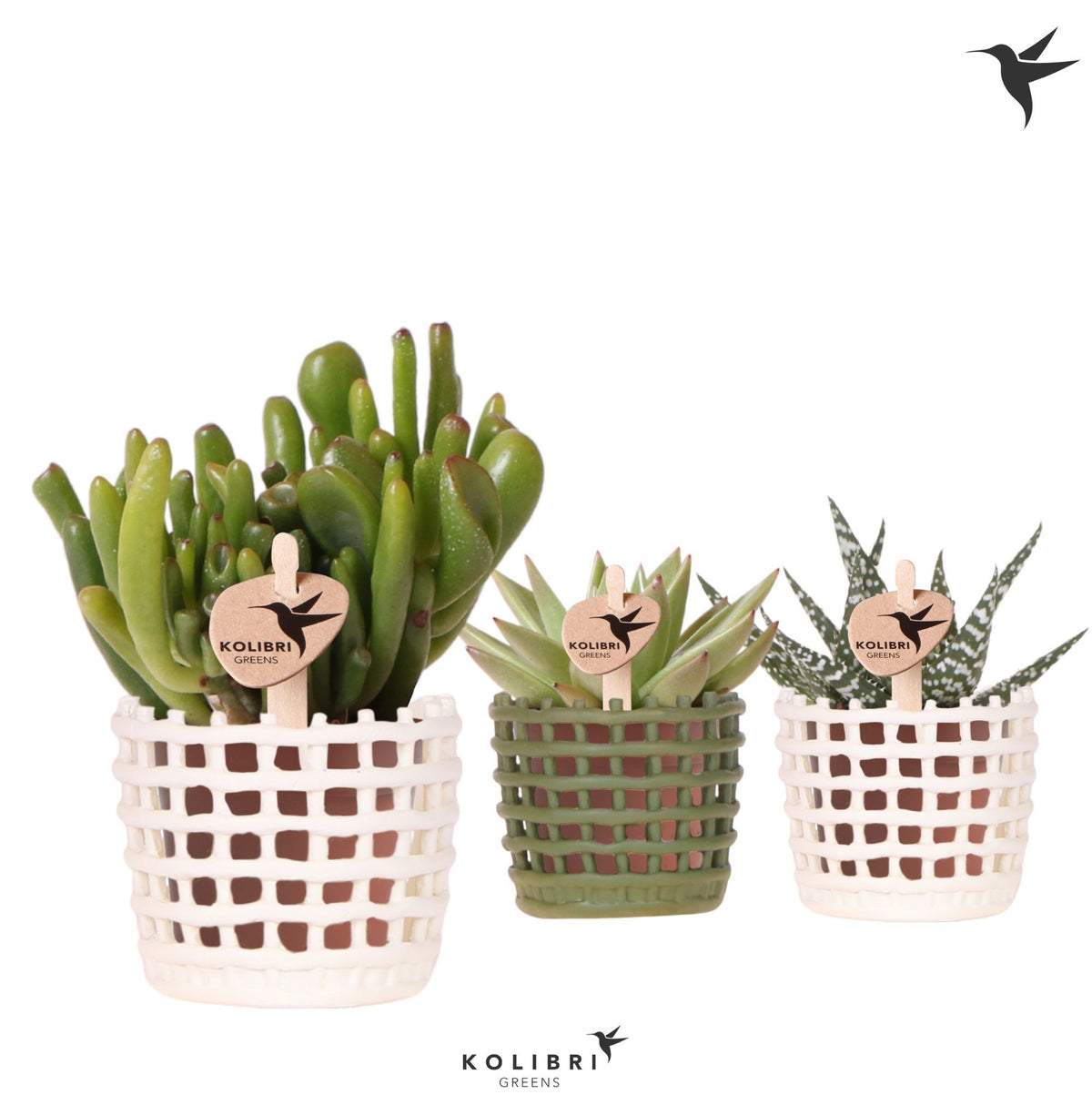 Succulent mix 13cm 6cm Pot