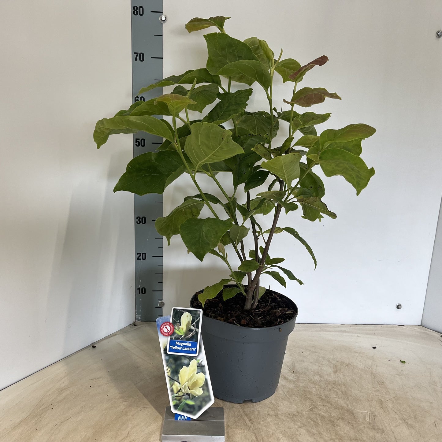 About Plants Zundert BV Magnolia sou. Yellow Lantern Pack of 1
