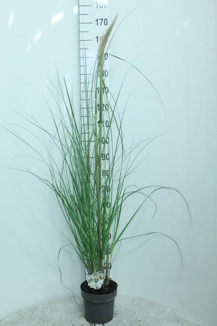 Cortaderia selloana 170cm 23cm Pot