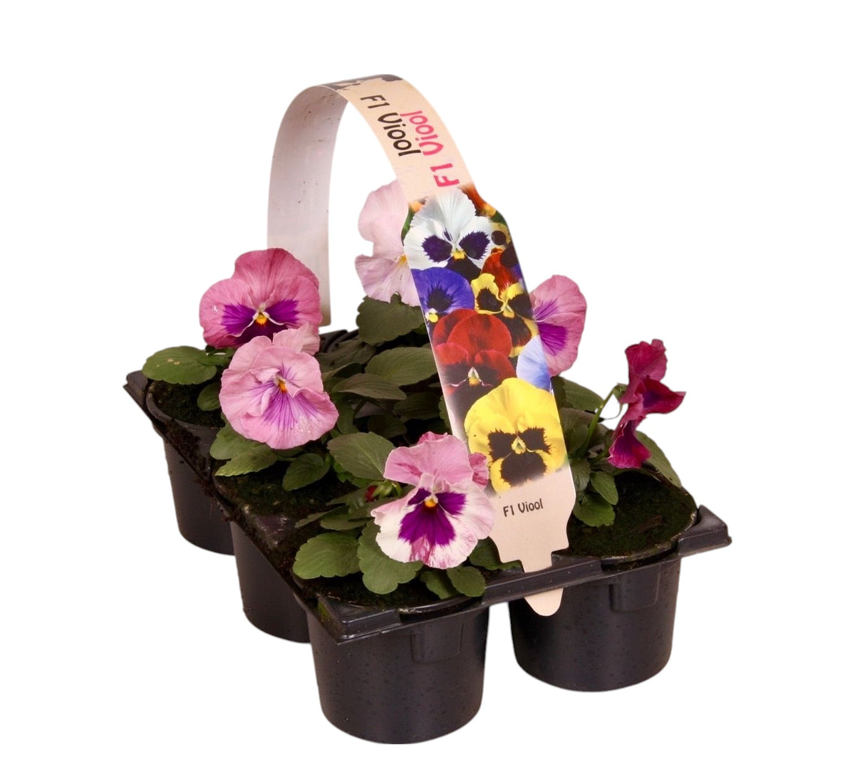 Viola Delta Pure Rose 12cm 9cm Pot
