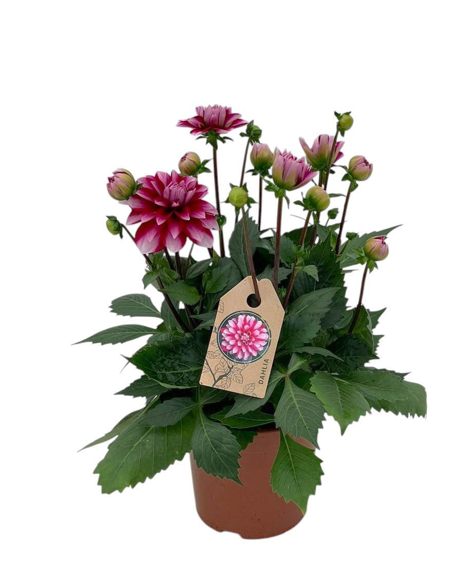 Dahlia Dalina Maxi Cherry Blast 30cm 15cm Pot