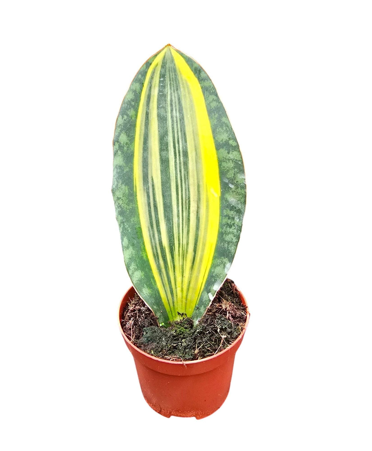 Sansevieria Black Coral 40cm 12cm Pot