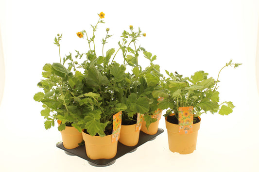 Perennial mix 15cm 15cm Pot
