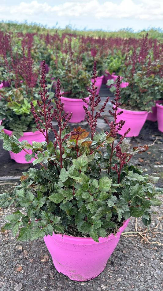 Astilbe Younique Cerise 65cm 23cm Pot