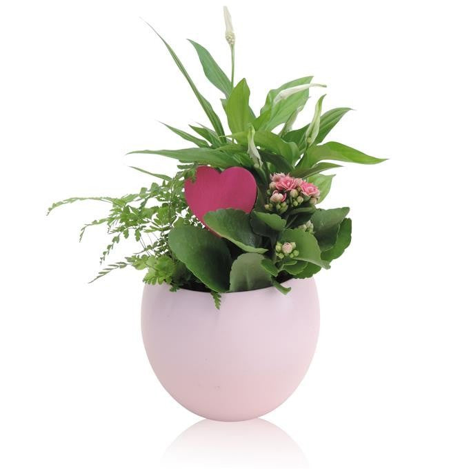 Outdoor arrangement 20cm 13cm Pot
