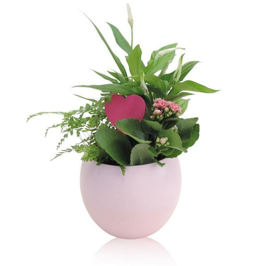 Outdoor arrangement 20cm 13cm Pot
