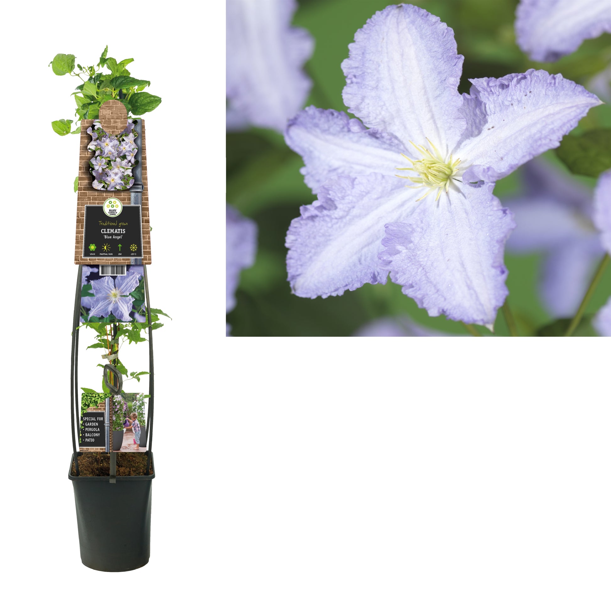 Clematis jac. Blekitny Aniol 115cm 23cm Pot
