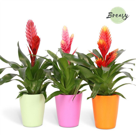 Vriesea mix in Florence pot 45cm 12cm Pot