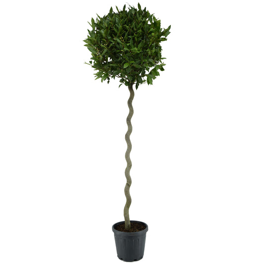 Laurus nobilis 210cm 30cm Pot