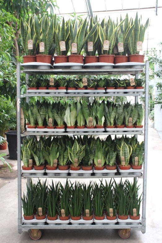 Sansevieria trifasciata 999cm 999cm Pot