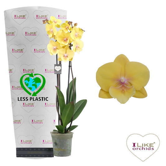 Phalaenopsis Manta Palau 65cm 12cm Pot