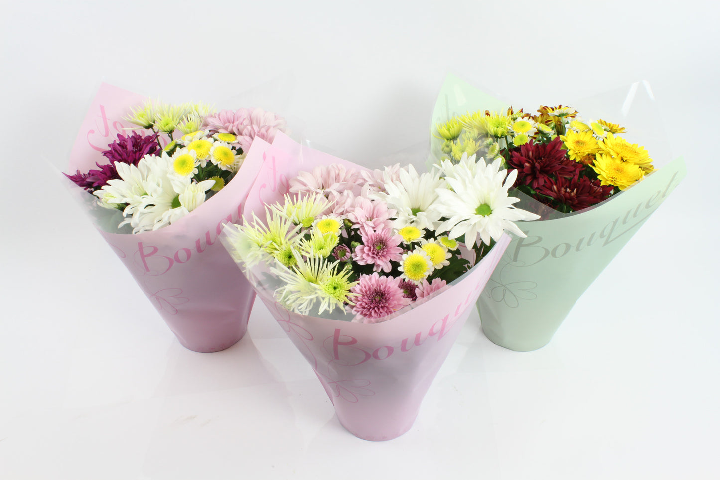 Chrysanthemum bijzondere vorm 27cm 14cm Pot