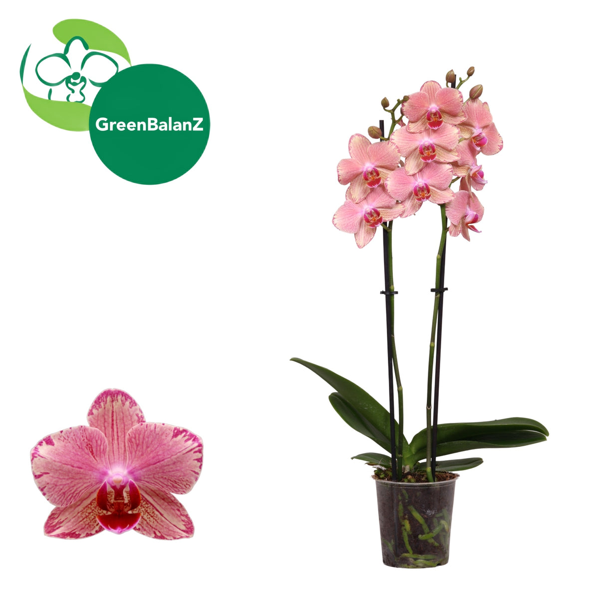 Phalaenopsis Pirate Picotee 55cm 12cm Pot