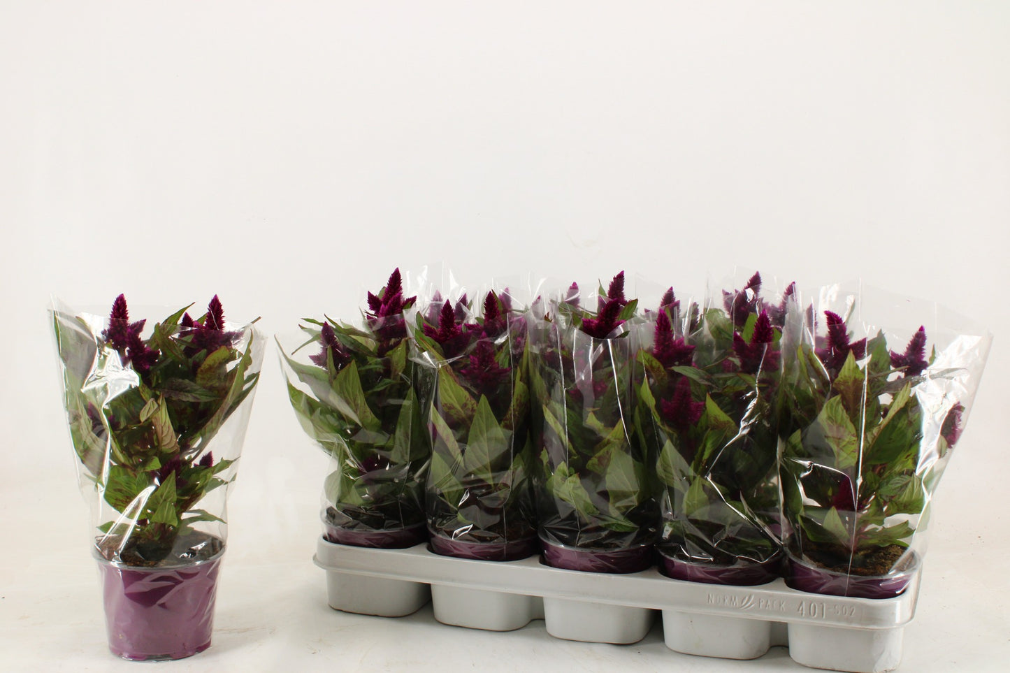 Celosia argentea Intenz+ 30cm 12cm Pot