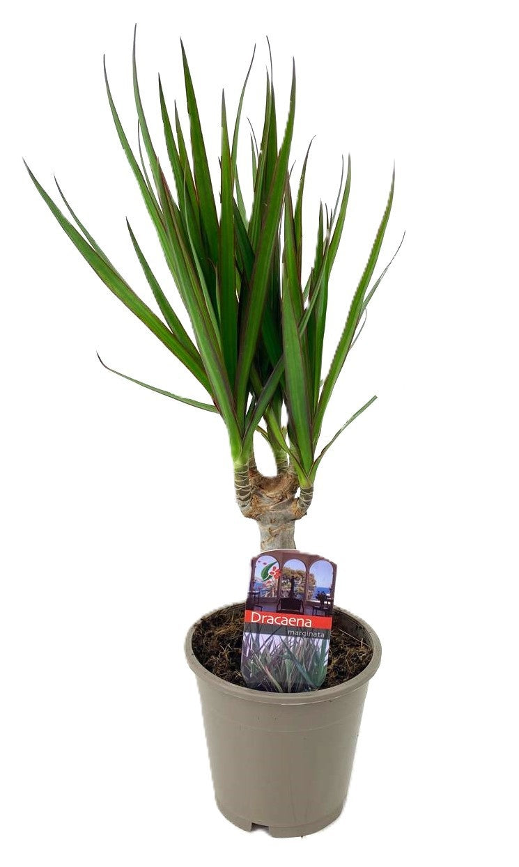 Dracaena marginata Green 45cm 12cm Pot