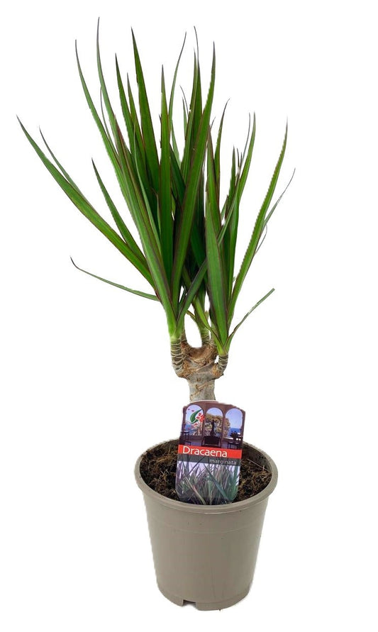 Dracaena marginata Green 45cm 12cm Pot
