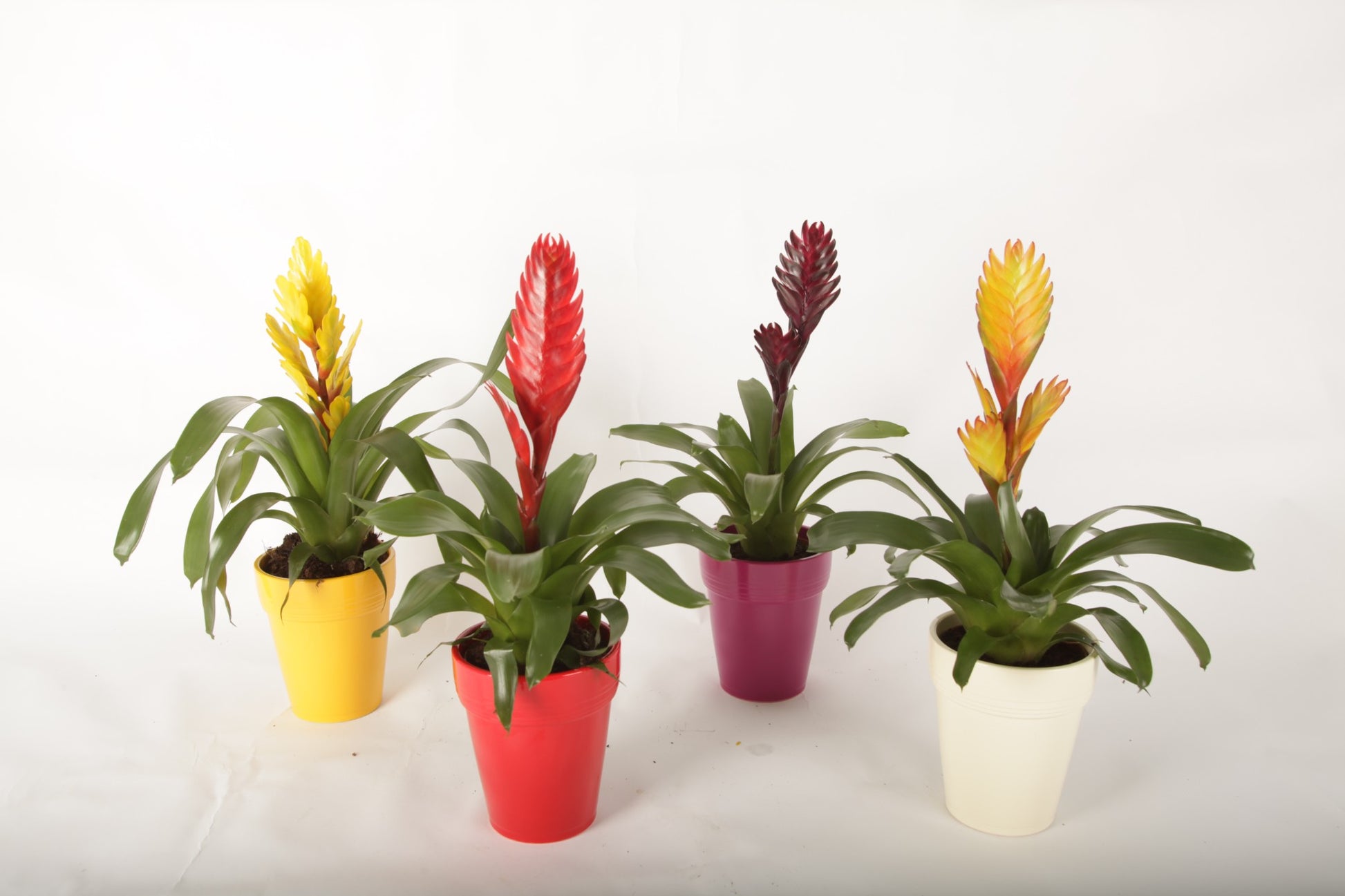 Vriesea mix (+ drp.ceramic) 40cm 12cm Pot