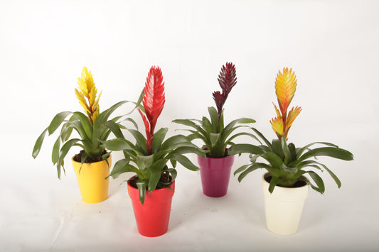 Vriesea mix (+ drp.ceramic) 40cm 12cm Pot