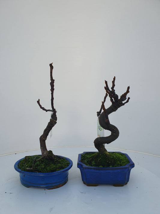 Ficus carica ("Fig") 30cm 16cm Pot